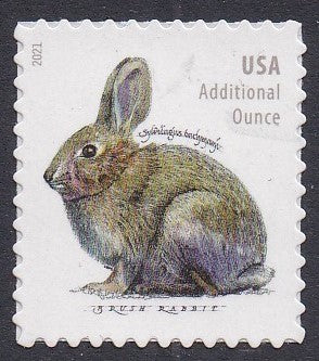 # 5544 (2021) Brush Rabbit - Sgl, MNH